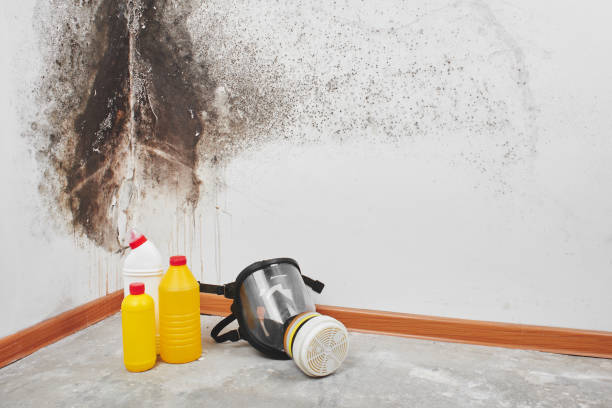 Best Commercial Mold Remediation in Staples, MN