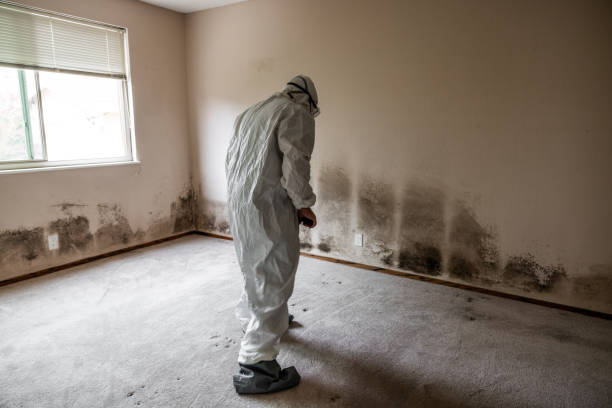 Best Emergency Mold Remediation in Staples, MN