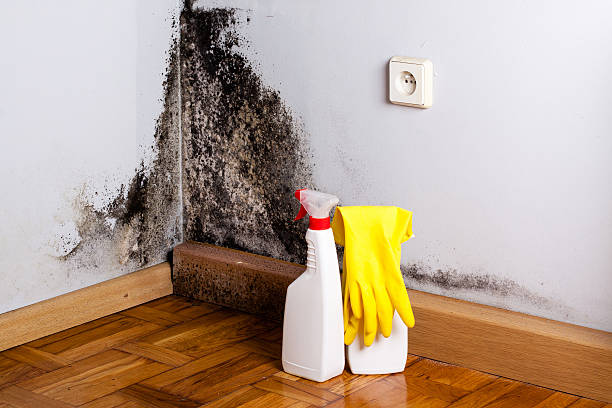 Best Kitchen Mold Remediation in Staples, MN