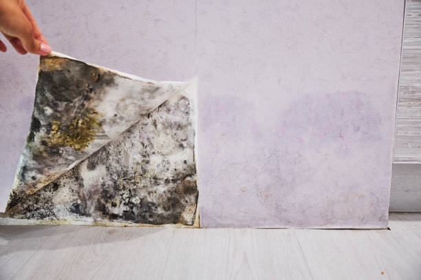 Best DIY Mold Remediation Support Services in Staples, MN